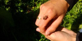 Ramblers Cymru Spring in into action to give nature a boost